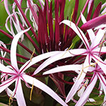 【ハワイの花のある暮らし】香りが良く人気のクィーンエマリリー