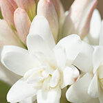 【ハワイの花のある暮らし】レイフラワーのチューベローズは、ハワイで人気の香料